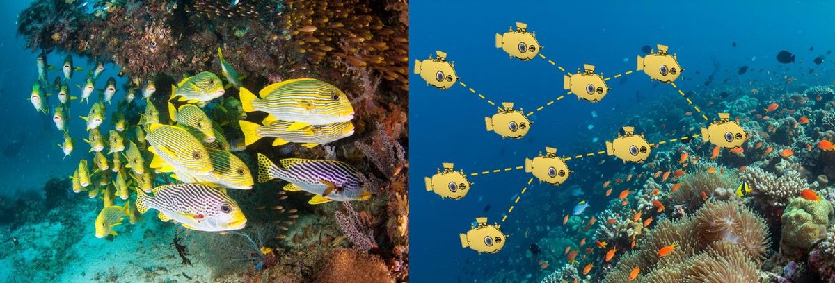 Fish school next to robots in formation