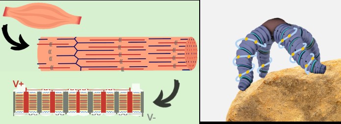 Left: muscle tissue and its fiber structure translated into a layered electrostatic actuator between V+ and V− electrodes. Right: a soft, segmented robot wrapped in actuator coils, climbing over a rock.