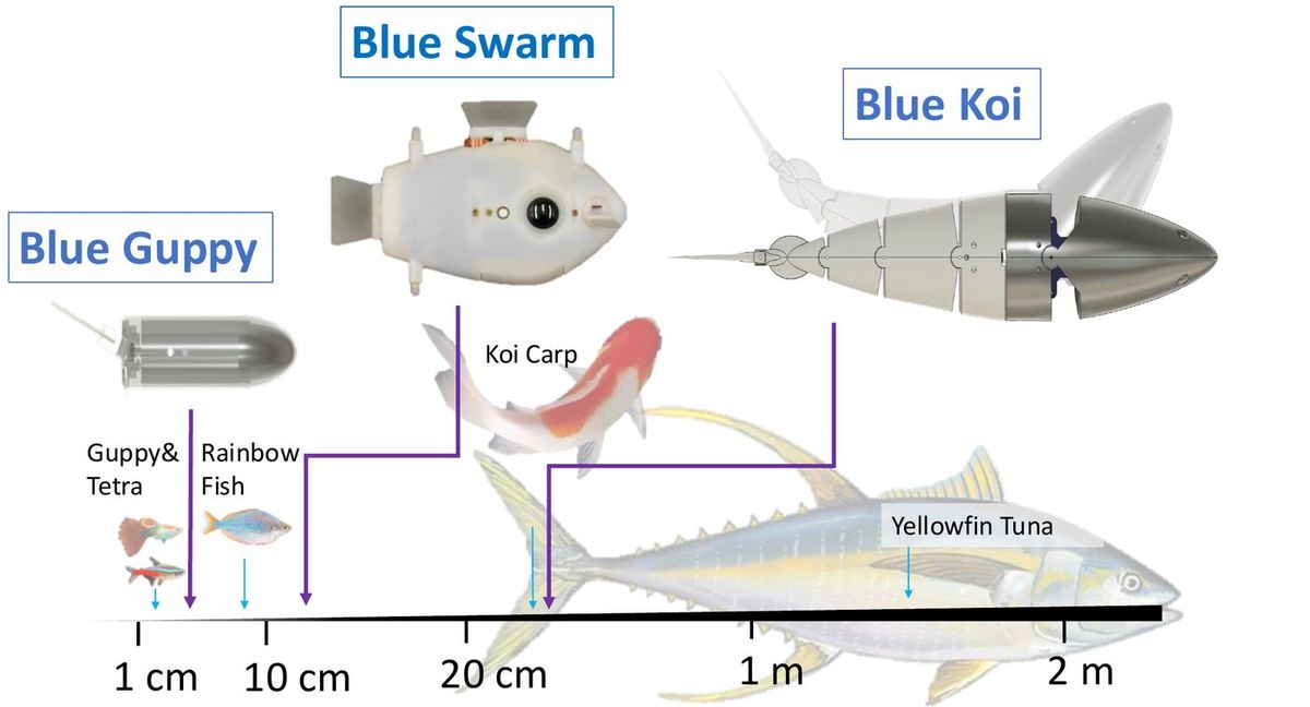 Blue Guppy, Blue Swarm and Blue Koi robots on a 1 cm to 2 m scale alongside real fish